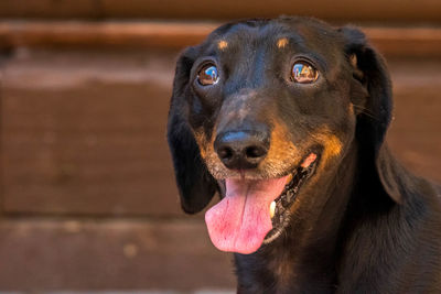 Close-up of a dog