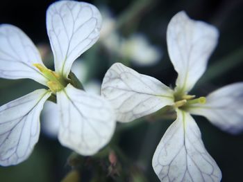 Close-up of white flowers