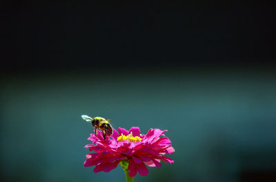 Bee full of pollen