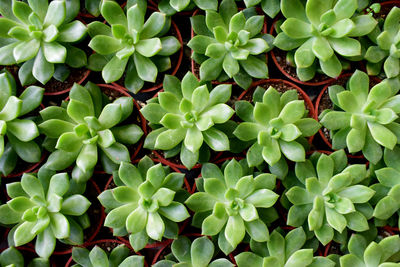 Green succulent plant for nature background 