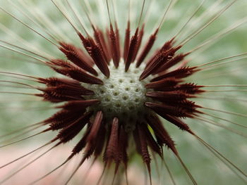 Close-up of flower against sky