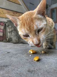 Close-up of cat eating food in city