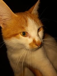 Close-up of cat looking away