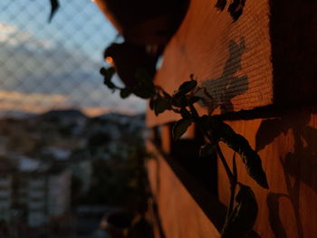 Close-up of plant against wall