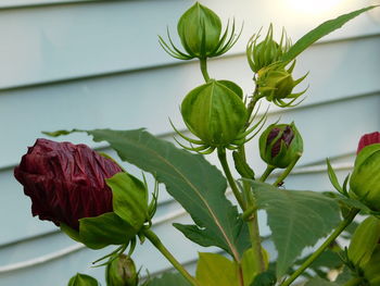 Close-up of red flowering plant