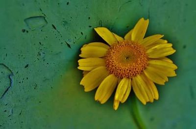 Close-up of yellow flowers