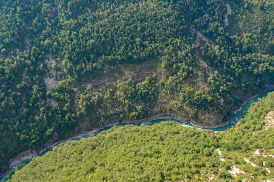 High angle view of road amidst trees in forest