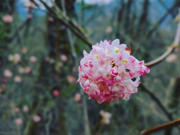 Close-up of pink flowering plant