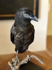 Close-up of bird perching