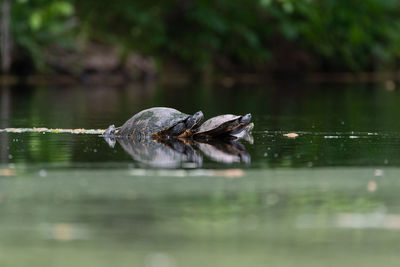 Painted turtles sunning on a stump submerged in a small pond