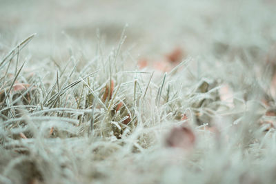 Close-up of frozen grass on field