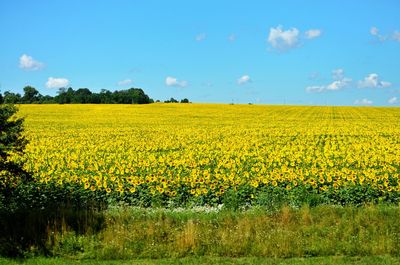 Scenic view of oilseed rape field against sky