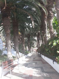 Footpath amidst palm trees in park