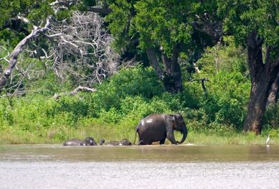 View of elephant in river