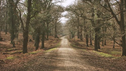 Dirt road passing through forest