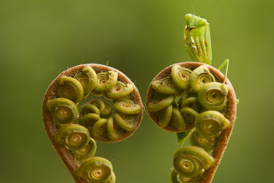 Close-up of fresh green bud