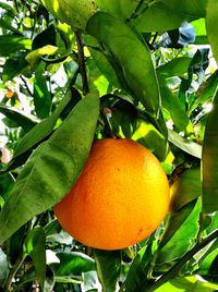 Close-up of green leaves