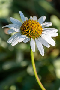 Close-up of white flower