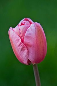 Close-up of pink tulip