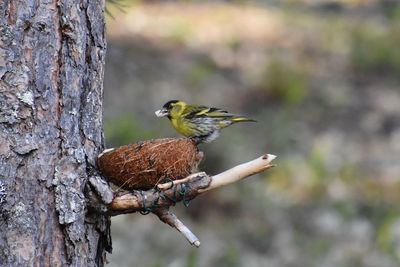 Close-up of bird perching on tree