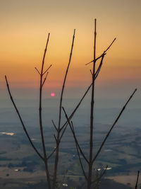 Close-up of silhouette plants against romantic sky at sunset