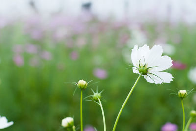 Close-up of white flowering plant