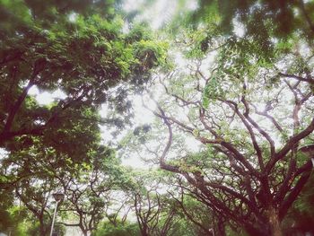 Low angle view of trees