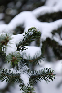 Close-up of pine tree during winter