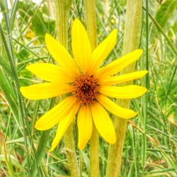Close-up of yellow flower blooming on field