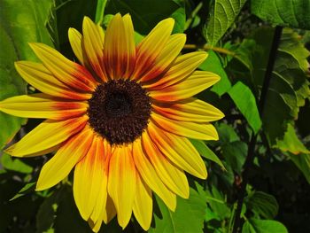 Close-up of yellow flower