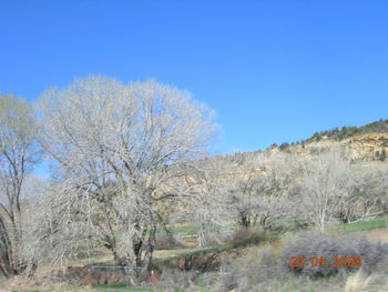 Bare trees on field against clear blue sky