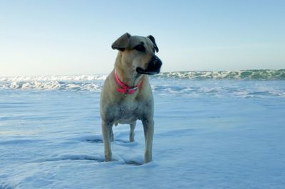 Dog on the beach