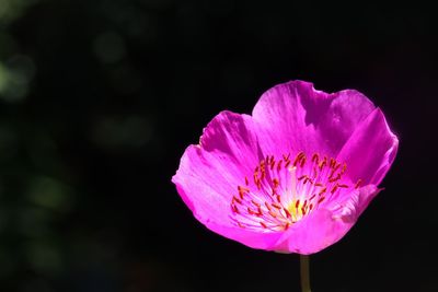 Close-up of pink flower against black background