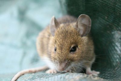 Close-up of an animal