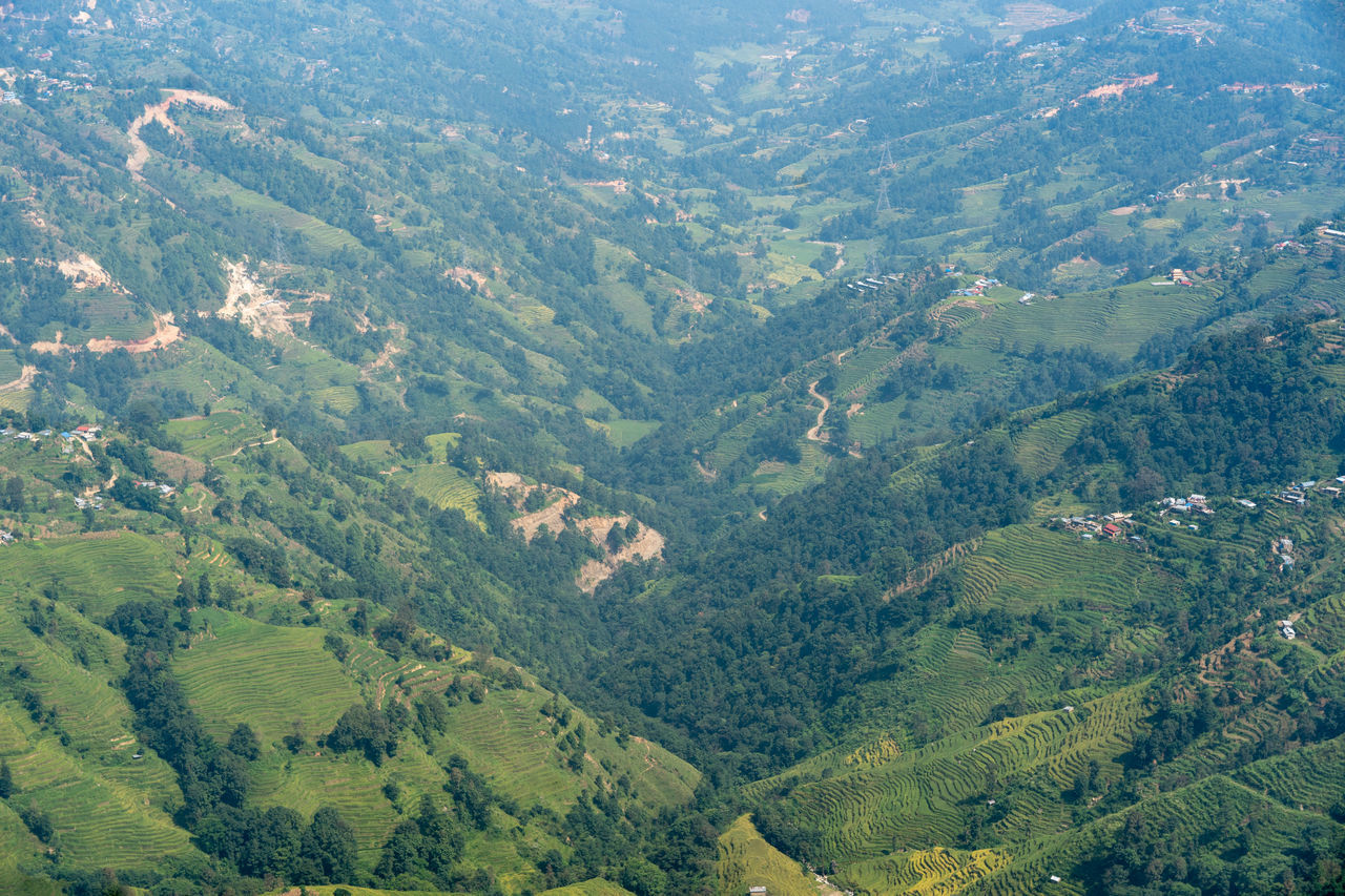 HIGH ANGLE VIEW OF TREES ON MOUNTAIN