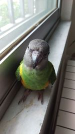 High angle view of parrot perching on window