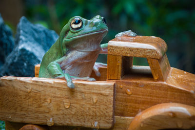Funny pose of a green frog sitting on the back of a small wooden truck