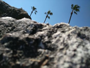 Low angle view of lizard on rock