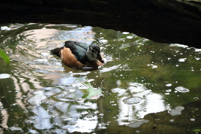 Duck swimming in lake