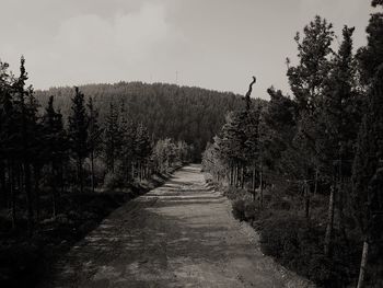 Footpath amidst trees in forest against sky