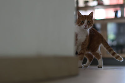 Close-up of cat sitting on floor