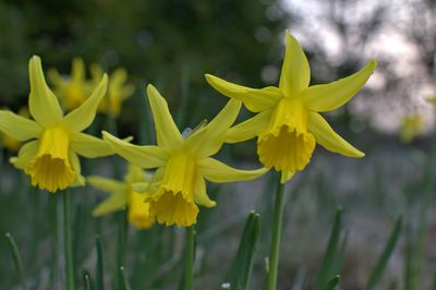 Close-up of yellow flower