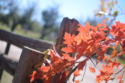 Close-up of orange maple leaves on tree