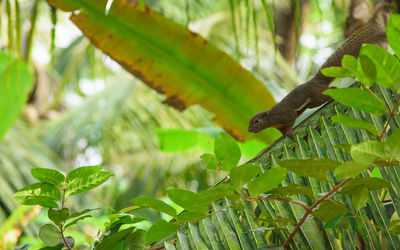 Close-up of animal on tree