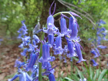 Close-up of purple flowers