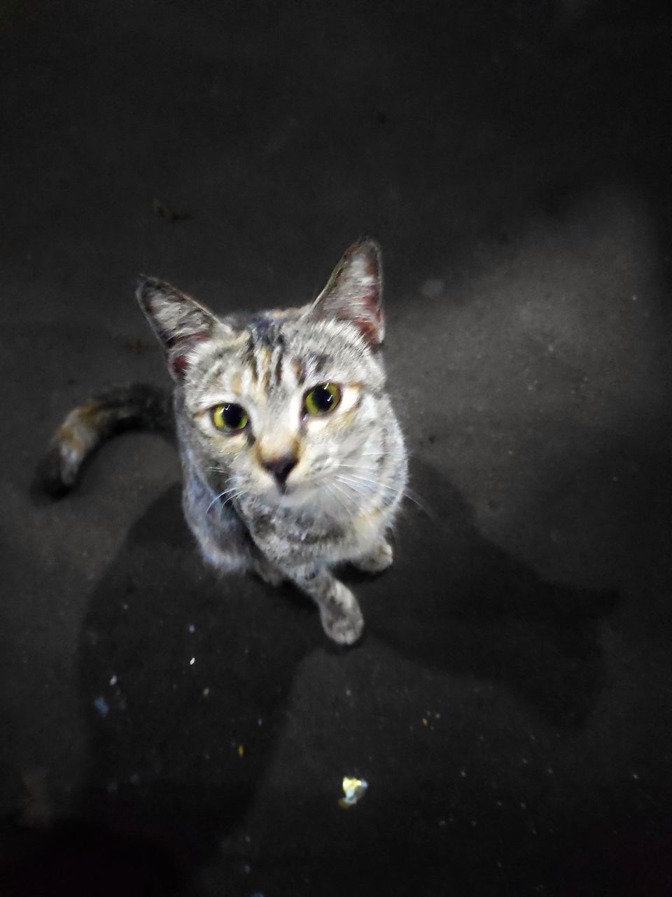 CLOSE-UP PORTRAIT OF A CAT