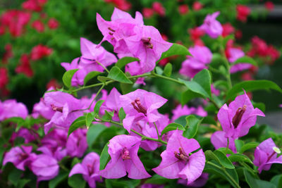 Close-up of fresh pink bougainvillea flowers