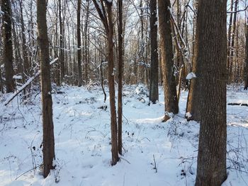 Trees on snow covered field during winter