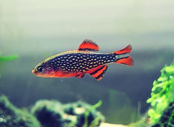 Close-up of fish swimming in sea