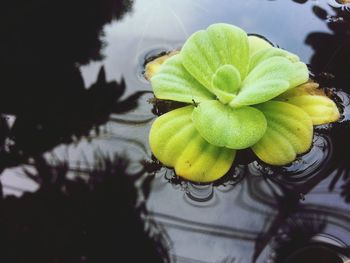 Close up of yellow flower